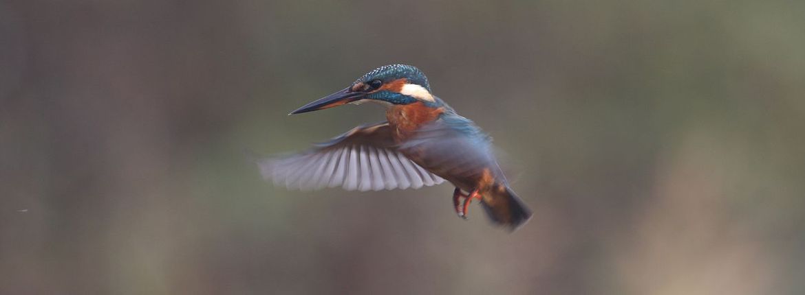 IJsvogel / Ad Sprang