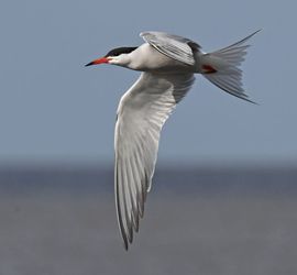 Visdief / Ruud van Beusekom