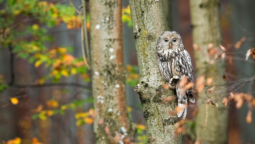 Oeraluil / Shutterstock