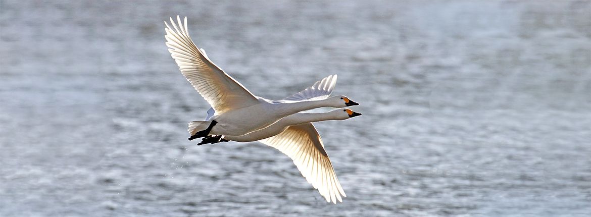Kleine zwaan / Koos Dansen