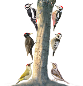 Spechten op boom