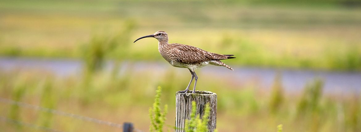 Regenwulp / Shutterstock