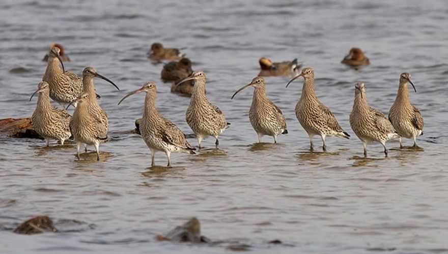 Wulp /  Adri de Groot Vogeldagboek.nl