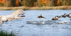 Hond wilde eend / Shutterstock