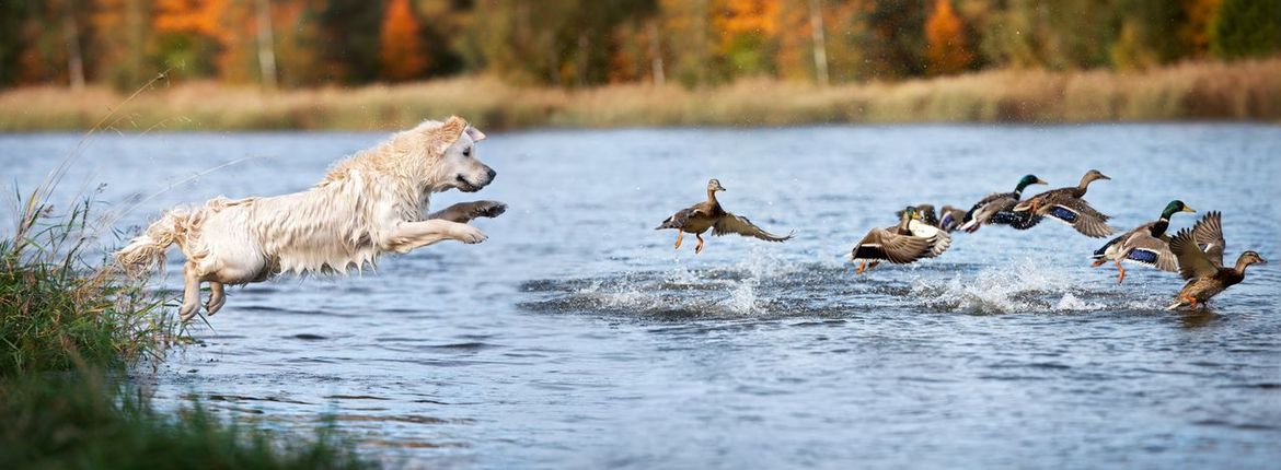 Hond wilde eend / Shutterstock