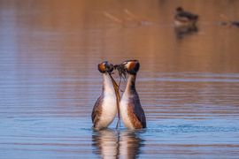 Baltsende futen doen de pinguin dans