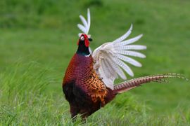 Prachtig fazantenmannetje