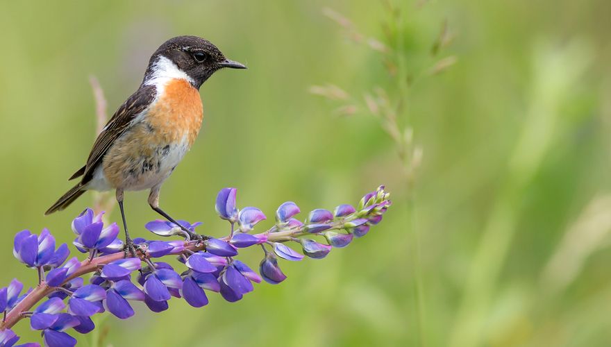 Roodborsttapuit / Shutterstock