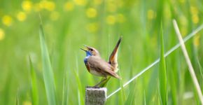 Blauwborst / Iks van Eijndhoven Fotogalerij