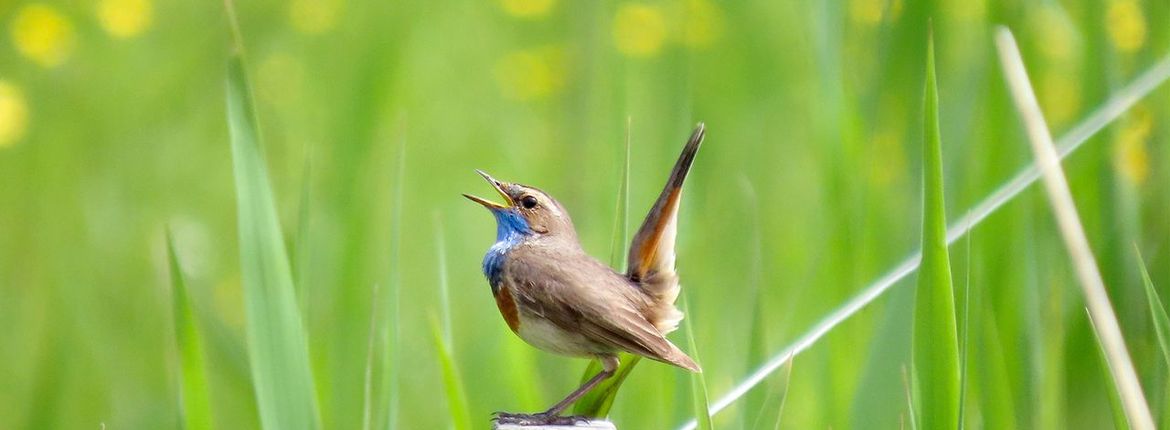 Blauwborst / Iks van Eijndhoven Fotogalerij