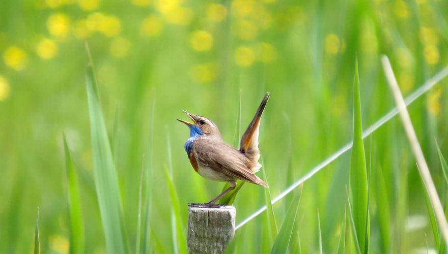 Blauwborst / Iks van Eijndhoven Fotogalerij