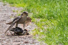 Sperwer grijpt juv. Grote Bonte Specht