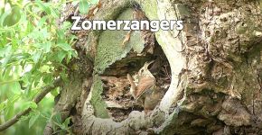 Videostill zomerzangers