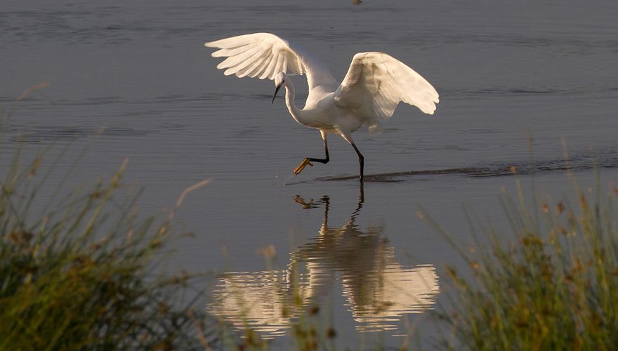 Kleine zilverreiger / Jouke Altenburg