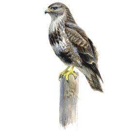 Buizerd / Elwin van der Kolk