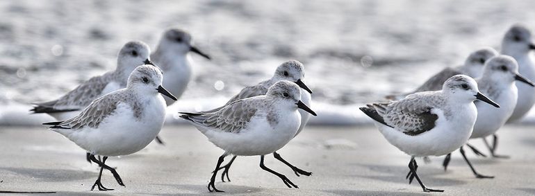 Dagje vogelen langs de kust