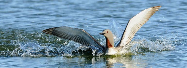 Vogelexcursie Zeeland: vogelen langs de Zeeuwse kust