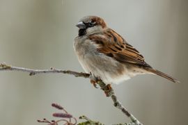 ook dit jaar de nummer 1