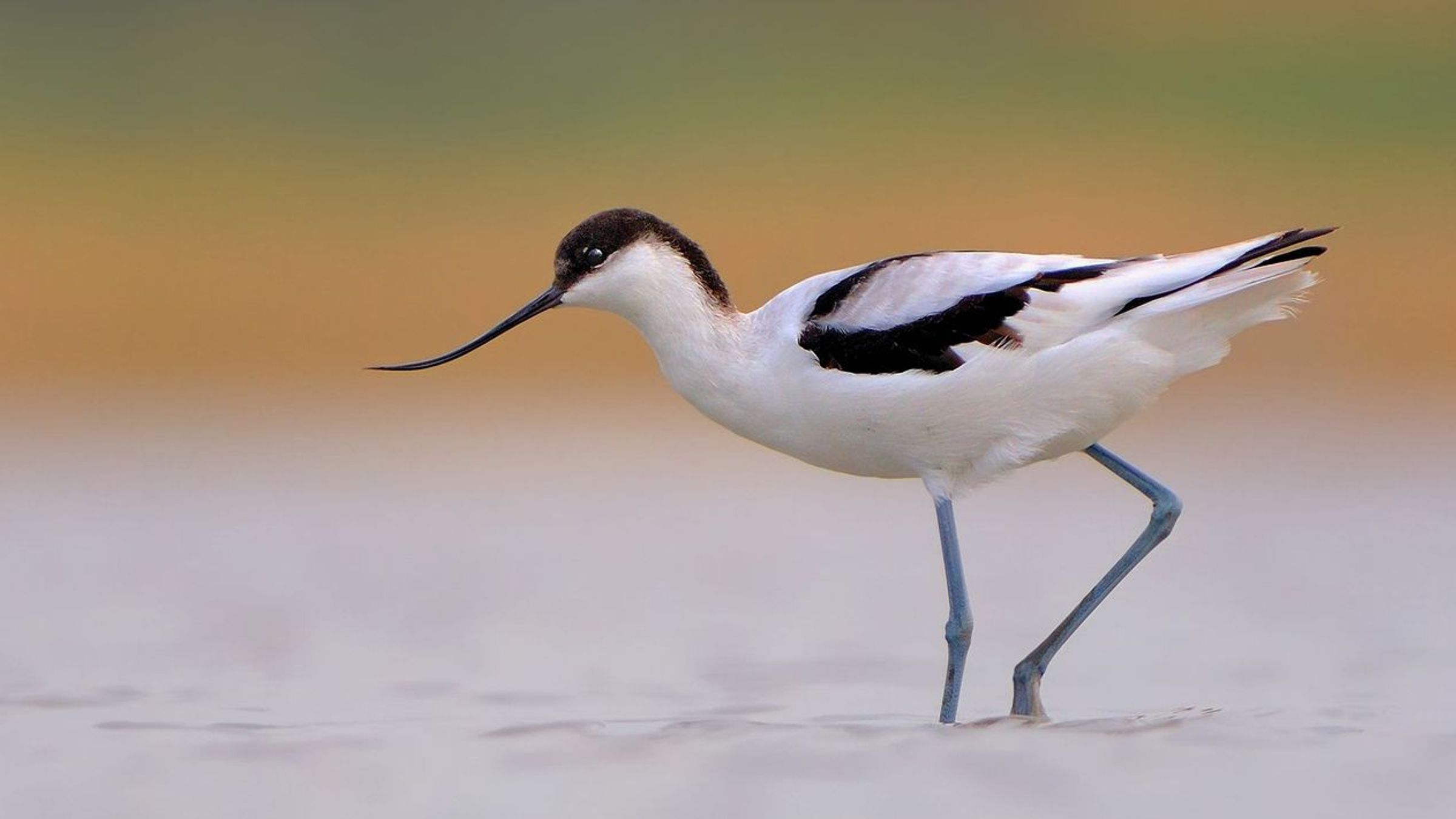 Kluut / Shutterstock