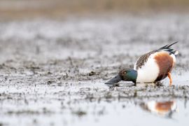 Handig gereedschap zo'n snavel
