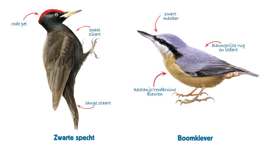 Infographic boomklever - zwarte specht
