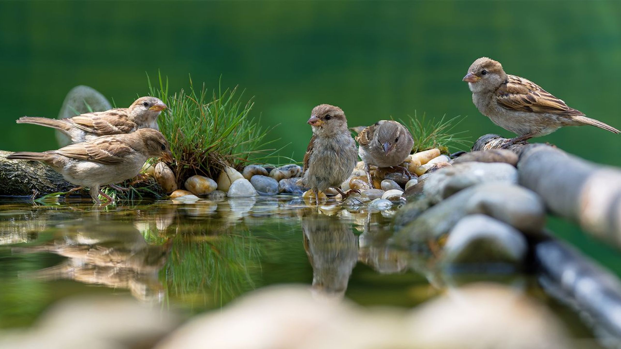 Huismus / Shutterstock