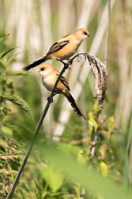 Jong geleerd, oud gedaan