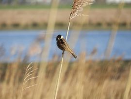 rietgors man tussen het wuifende riet