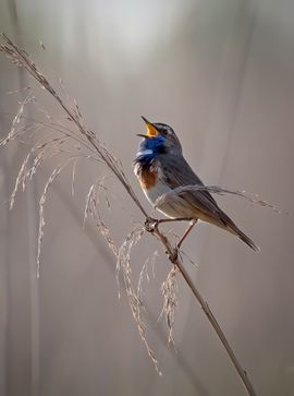 Blauwborst zingend in het vroege ochtendlicht