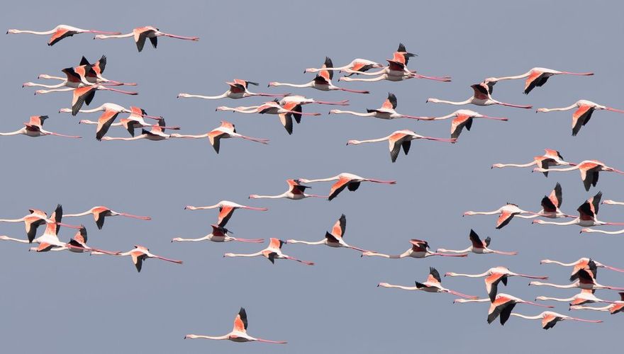 Europese flamingo / Jan Lok