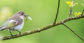 Bonte vliegenvanger / Shutterstock