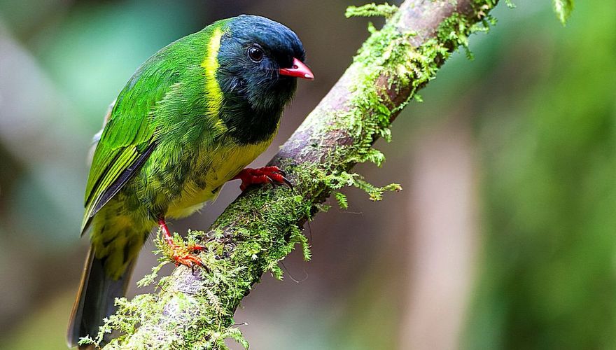Green and black Fruiteater / Marc Guyt, AGAMI