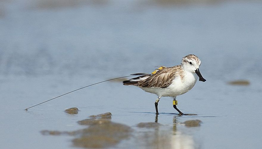 Lepelbekstrandloper met zender voor onderzoek / Jonathan Martinez, AGAMI