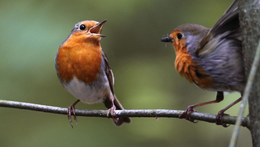 Roodborst / Koos Dansen