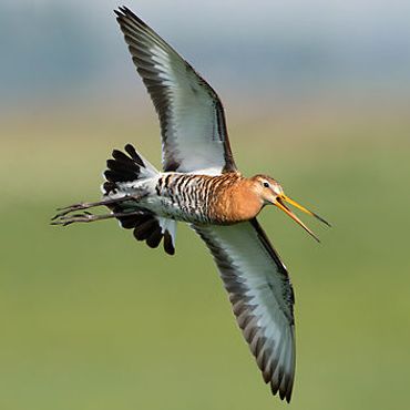 Grutto / Birdphoto