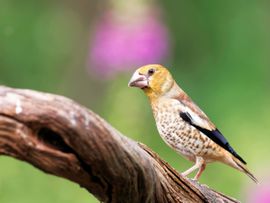 appelvink juveniel