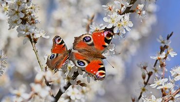 Vlinders op sleedoorn / Pixabay
