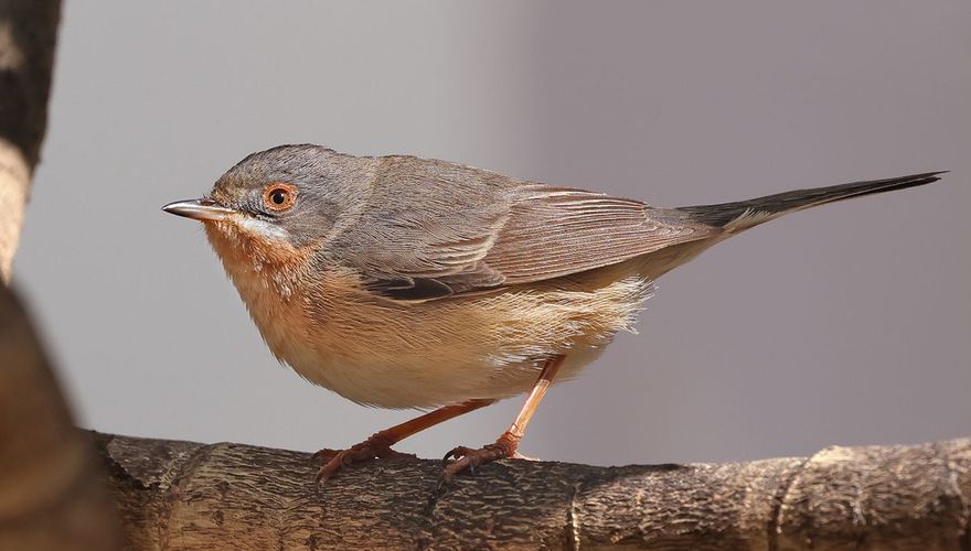 Baardgrasmus, vrouwtje / Ruwan Aluvihare