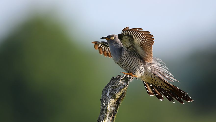 Koekoek / Folkert Veenstra (Fotogalerij)