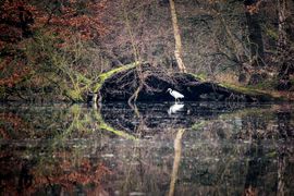 Zilverreiger in het oog!