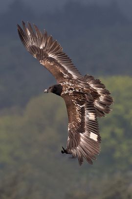 wat een machtige vogel!