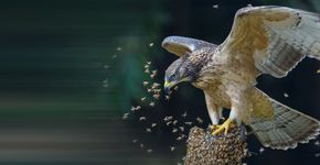 Wespendief / Shutterstock