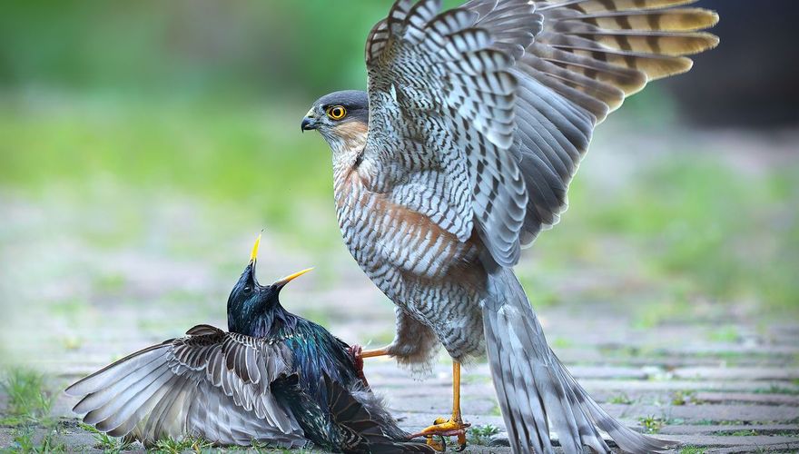 Sperwer en spreeuw / Johan Scholtens Fotogalerij