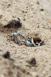 Zandbad ringmus / Shutterstock