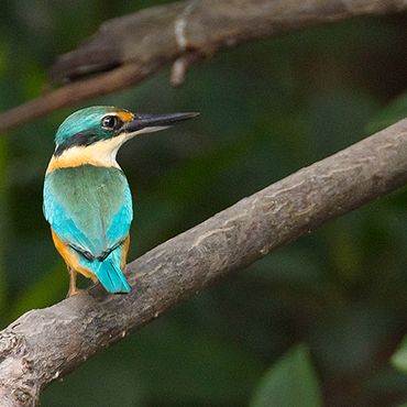 Heilige ijsvogel / Hans Peeters