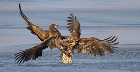 Zeearend gevecht / Gerben de Groot, Fotogalerij