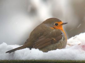 Roodborst in de sneeuw