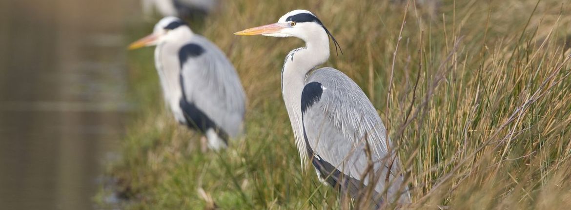 Blauwe reiger / Wil Leurs - AGAMI