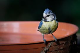 Alle vogels hebben water nodig (2)