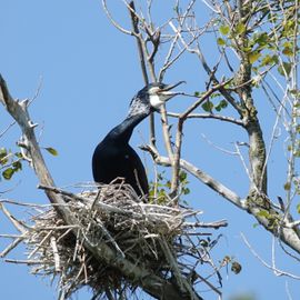 Aalscholver op nest